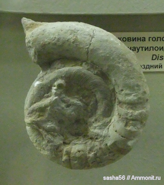 ордовик, музеи, Discoceras, Эстония, Tarphycerida, Ordovician