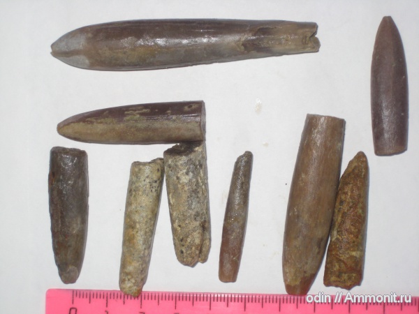 белемниты, belemnites