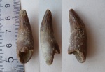 зуб плезиозавра с корнем
