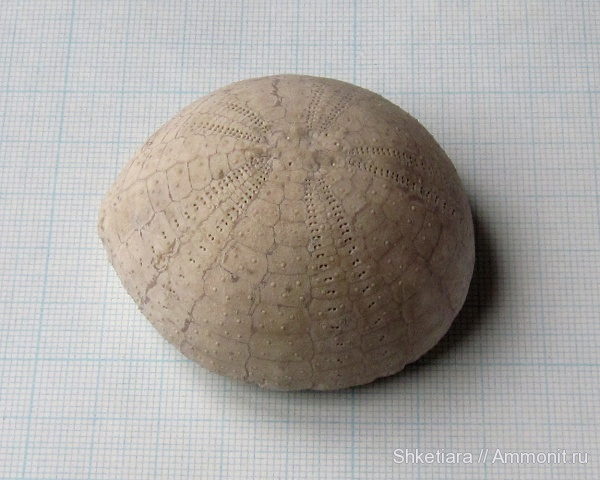 морские ежи, мел, Крым, Echinoidea, Echinocorys, Мичурино, Cretaceous