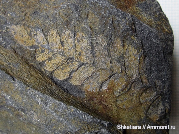 карбон, Carboniferous, Донбасс, Neuropteris, Neuropteris rarinervis