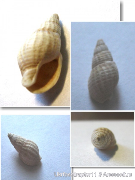 ?, Dorsanum Lomnickii, КАЭС