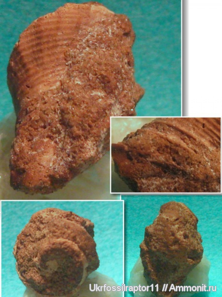 Киев, Eotibia lucida, Eotibia