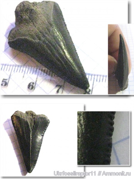 зубы, эоцен, акулы, зубы акул, Carcharocles, Elasmobranchii, Otodus, Киев, teeth, shark teeth, sharks