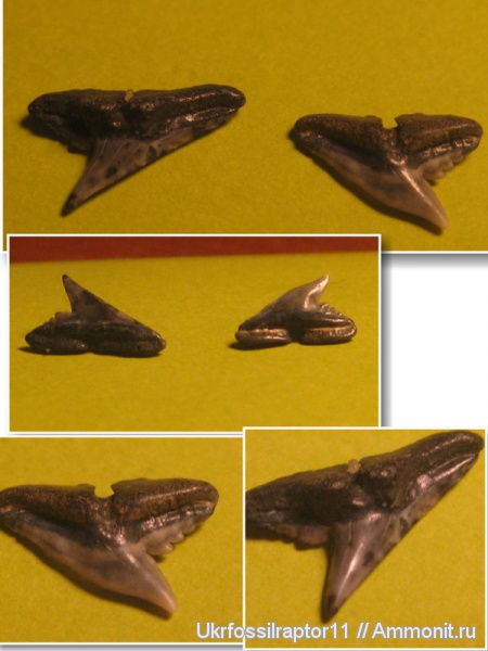 зубы, эоцен, акулы, зубы акул, Elasmobranchii, Physogaleus, Киев, Carcharhiniformes, teeth, shark teeth, sharks