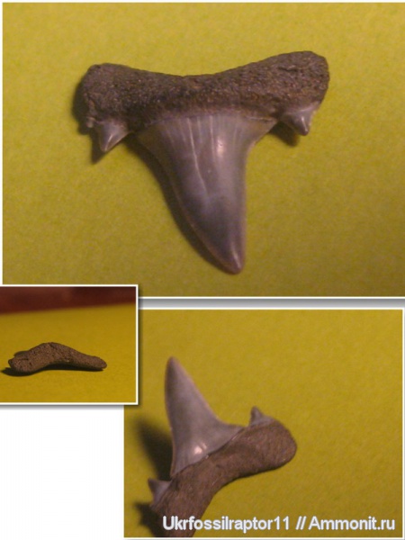 зубы, эоцен, акулы, зубы акул, Киев, Isurolamna, Isurolamna affinis, teeth, shark teeth, sharks