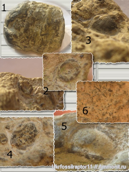 брахиоподы, гастроподы, силур, криноидеи, фрагмоконы, копролиты, Silurian, Смотрич, Discosorida, phragmocones