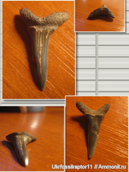 зубы, эоцен, акулы, зубы акул, Striatolamia, Киев, Striatolamia macrota, teeth, shark teeth, sharks