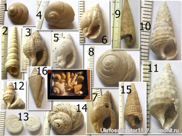 гастроподы, миоцен, Turritella, Conus, Natica, Terebralia, Terebra, Chenopus, Triton, Turbo, Gibbula, Dorsanum, Nassa, Oxystelle, Potamides, Ringicula, Aporrhaidae