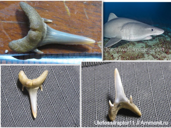 зубы, эоцен, акулы, зубы акул, Elasmobranchii, Odontaspis, Киев, Odontaspis winkleri, Odontaspididae, teeth, shark teeth, sharks