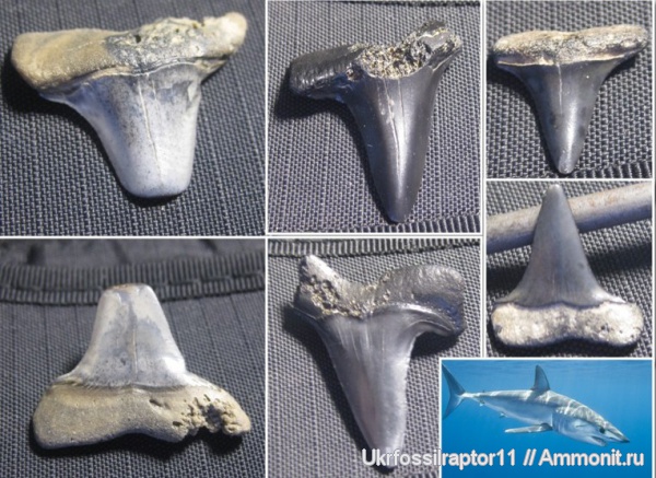 зубы, эоцен, акулы, зубы акул, Elasmobranchii, Киев, Isurus, Isuridae, Macrorhizodus, teeth, shark teeth, sharks