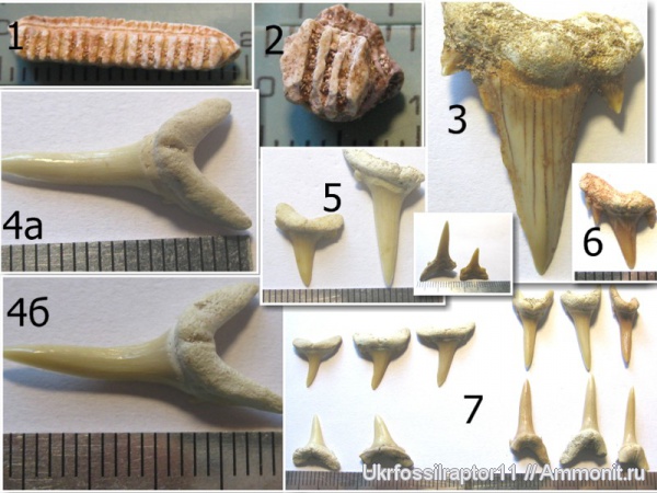 зубы, эоцен, Марокко, зубы акул, Elasmobranchii, Odontaspis, Myliobatis, Myliobatiformes, Lamniformes, Carcharias, Rhinoptera, Serratolamna, teeth, shark teeth