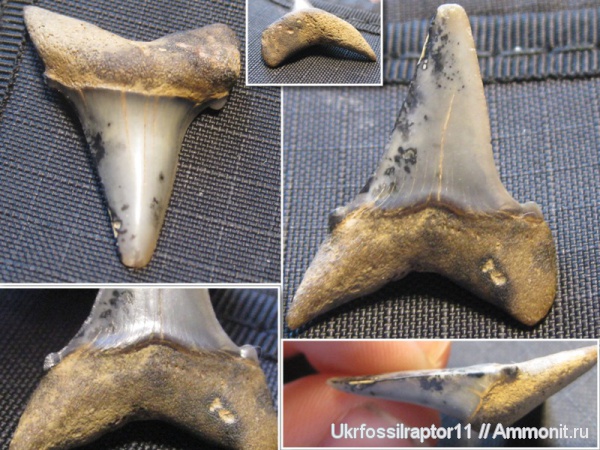 зубы, эоцен, акулы, зубы акул, Elasmobranchii, Киев, Isurus, Lamniformes, Isuridae, Macrorhizodus, teeth, shark teeth, sharks