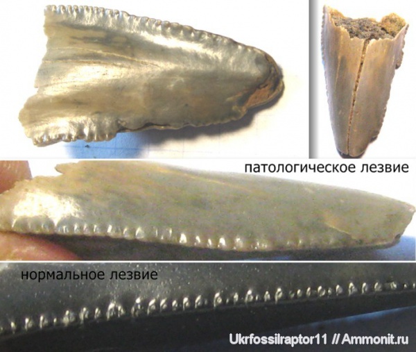 зубы, эоцен, акулы, зубы акул, Carcharocles, Otodus, Киев, Carcharocles sokolowi, патологии, teeth, shark teeth, sharks