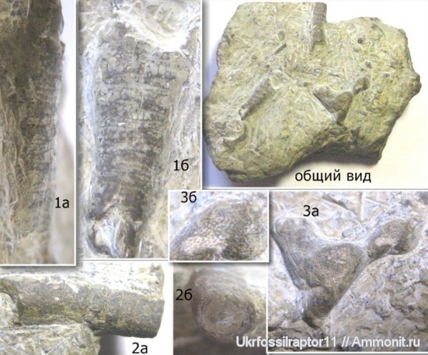 ортоцерасы, силур, мшанки, Silurian, Orthoceras, Смотрич