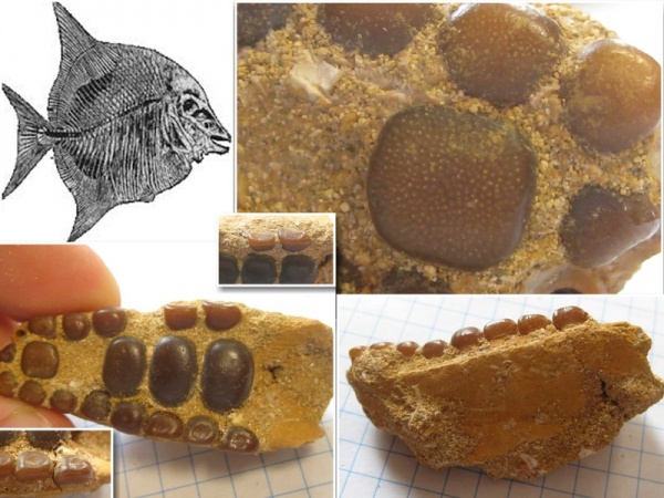 мел, рыбы, зубы, Марокко, зубы рыб, Pycnodontiformes, Cretaceous, fish, teeth, fish teeth