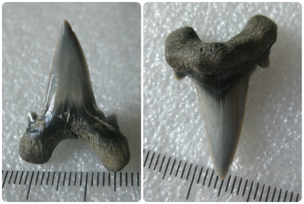 мел, зубы, акулы, зубы акул, Cretoxyrhina, Канев, Cretoxyrhinidae, Cretoxyrhina vraconensis, Cretaceous, teeth, shark teeth, sharks