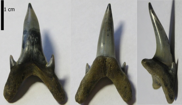 зубы, эоцен, Elasmobranchii, Киев, teeth