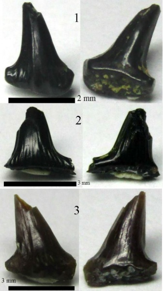 мел, зубы акул, Elasmobranchii, Канев, Hybodontiformes, Meristodonoides, shark teeth