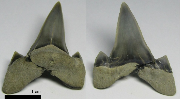 альб, зубы акул, Cretoxyrhina, Elasmobranchii, Канев, Cretoxyrhina vraconensis, shark teeth