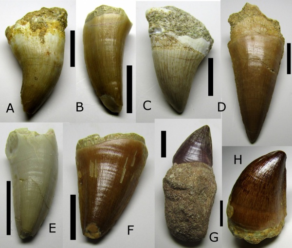 рептилии, мел, мозазавры, Марокко, зубы рептилий, Mosasaurus, Platecarpus, Mosasauridae, Prognathodon, Halisaurus, Eremiasaurus