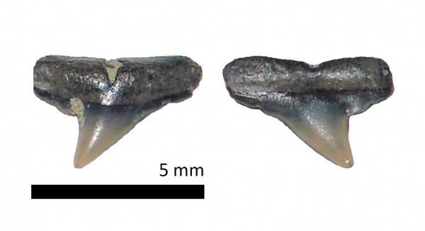 США, зубы, акулы, зубы акул, Elasmobranchii, Sphyrna