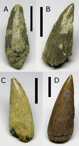 рыбы, зубы, альб, сеноман, Канев, зубы рыб, Protosphyraena