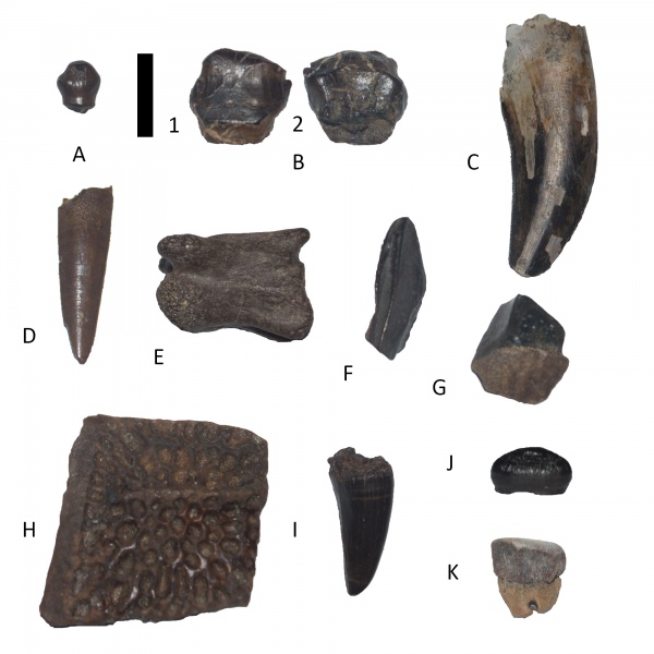 динозавры, мел, США, крокодилы, зубы, Nanotyrannus, скаты, Edmontosaurus, Triceratops, Dromaeosauridae, Thescelosaurus, Denversaurus