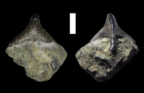 мел, акулы, валанжин, Elasmobranchii, Hybodontiformes, гибодонты, головные шипы, Egertonodus