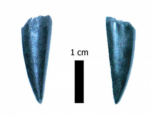 мел, США, рыбы, зубы, кампан, Xiphactinus