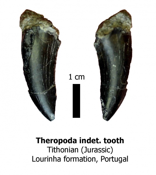 динозавры, юра, зубы, Португалия, Theropoda, Megalosauridae, Marshosaurus