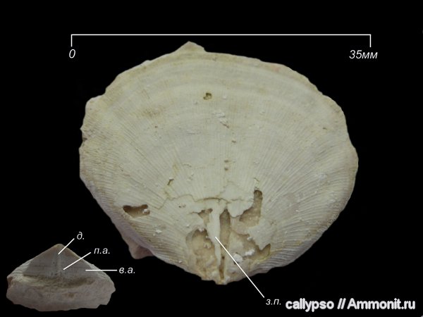 Meekella, Meekella uralica, Orthotetidina, Orthotetoidea, Meekellidae