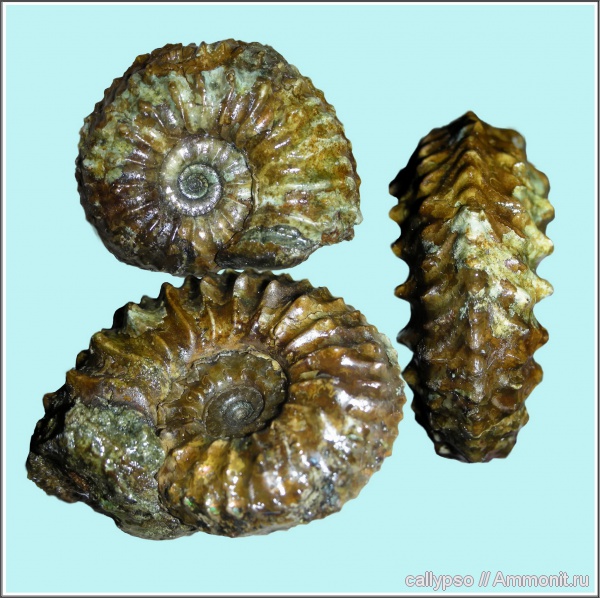 Cardioceras, оксфорд, Cardioceratidae, Vertebriceras, Vertebriceras densiplicatum, Cardioceras densiplicatum, Oxfordian