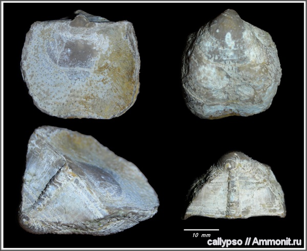 Productida, казанский ярус, Aulosteges, Aulostegidae, Aulosteges wangenheimi