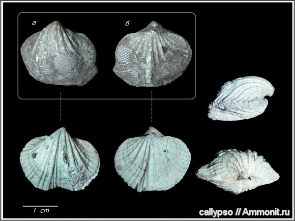 Spiriferida, казанский ярус, Trigonotretidae, Blasispirifer, Blasispirifer blasii