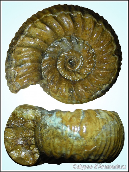 Perisphinctes, Perisphinctidae, Kranaosphinctes, Kranaosphinctes bolobanowi