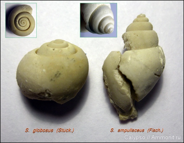 гастроподы, Soleniscus, Soleniscus globosus, Soleniscus ampullaceus