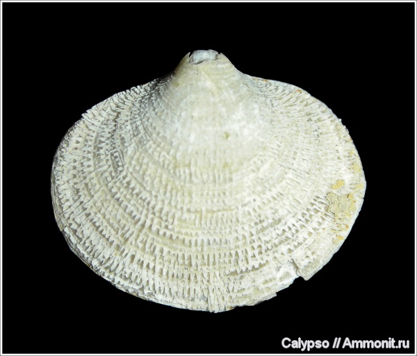 препарирование, Athyridida, Cleiothyridina, Cleiothyridina pectinifera, Cleothyridininae