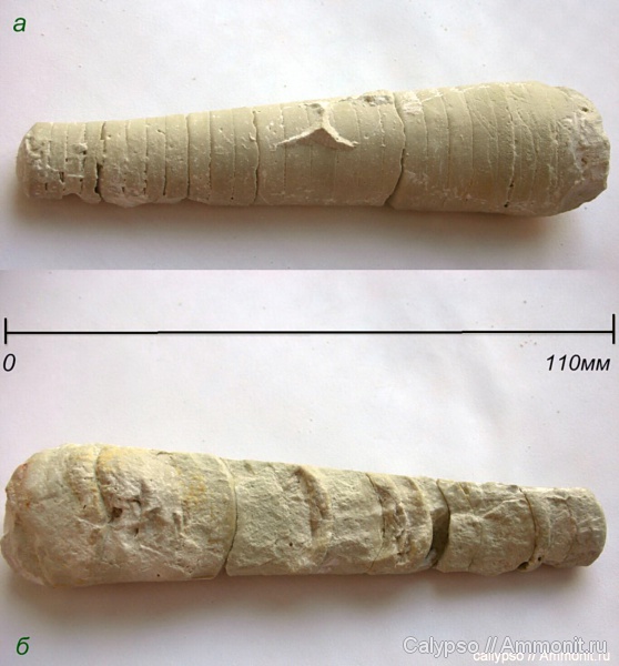 Mooreoceras, Orthoceratoidea, Pseudorthoceratida, Mooreoceras substrictum