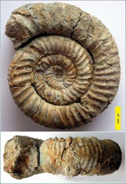 Perisphinctes, Perisphinctidae, Kranaosphinctes, Kranaosphinctes bolobanowi