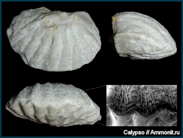 Meekella, Meekella eximia, Orthotetidina, Orthotetoidea, Meekellidae