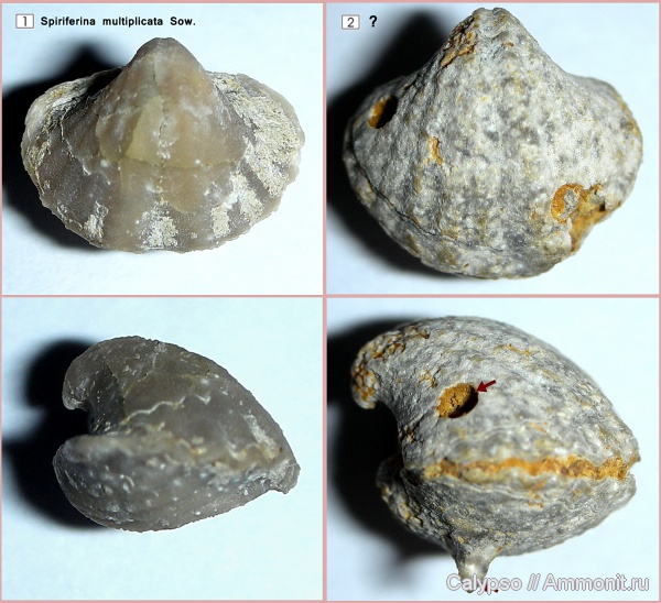 прижизненные повреждения, казанский ярус, Spiriferinida, Spiriferellina, Spiriferellina netschajewi, сверления