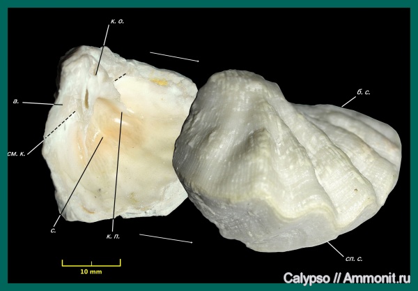 Meekella, Meekella eximia, Orthotetidina, Orthotetoidea, Meekellidae