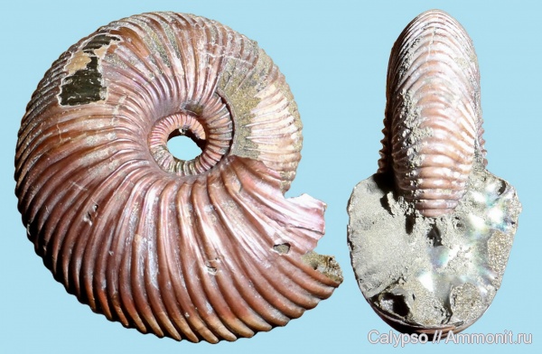 Cadoceras, Cardioceratidae, Streptocadoceras, Cadoceras arcticoides