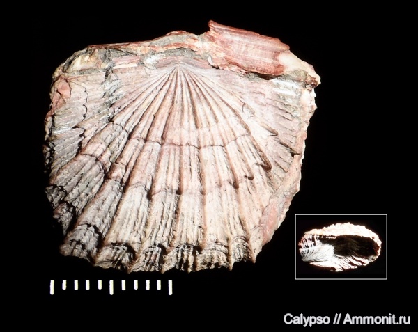 Schuchertella, Strophomenidae, Orthotetinae, Schuchertella radialis