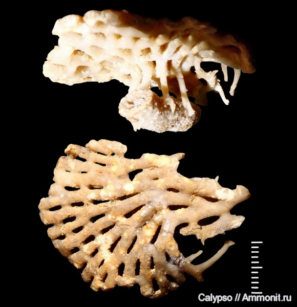 Polypora, Tabulipora, Fenestellida, Trepostomida, Stenoporidae