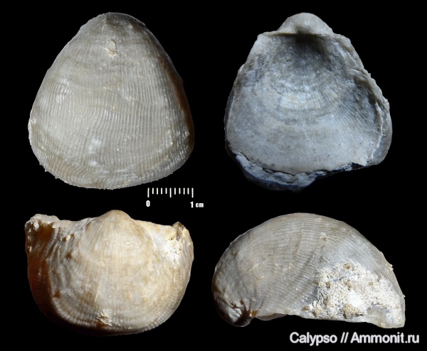 Productida, Linoproductidae, Terrakea, Terrakea hemisphaeroidalis