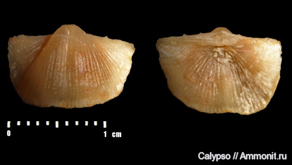 Chonetinella uralica, Chonetinella, Chonetida, Rugosochonetidae