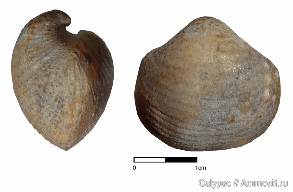 Spiriferida, Phricodothyris, Phricodothyris asiatica, Elythidae