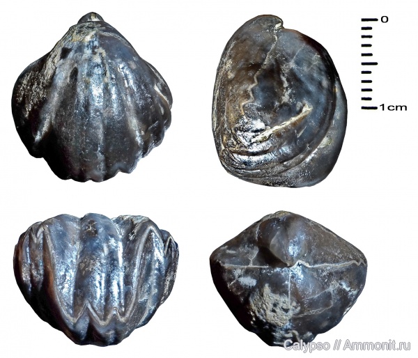 Rhynchonellida, Hebetoechiidae, Lanceomyonia, Lanceomyonia borealiformis